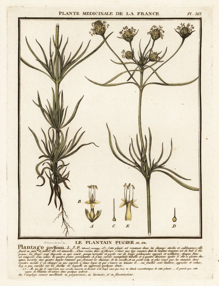 Plátano ramificado, Plantago indica. de Unbekannter Künstler