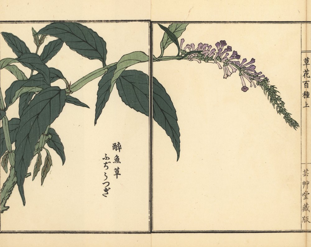 Fujiutsugi ou Buddleia, espécie de Buddleja. Gravura em madeira colorida à mão de Kono Bairei de Kusa Bana Hyakushu (Cem variedades de flores), Tóquio, Yamada de Unbekannter Künstler