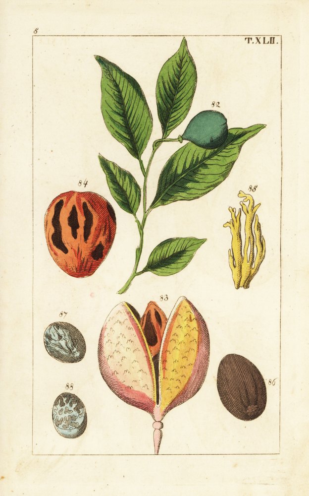Noz-moscada e maceira, fragrâncias Myristica. de Unbekannter Künstler
