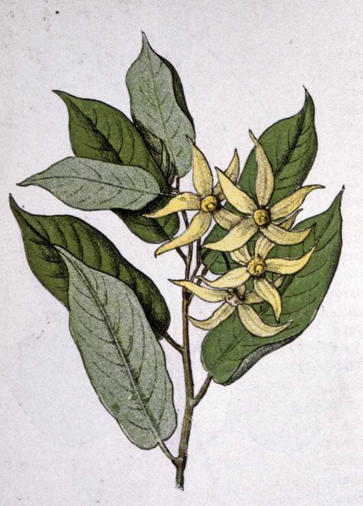 Ylang Ylang, início do século XX (gravura) de Unbekannter Künstler