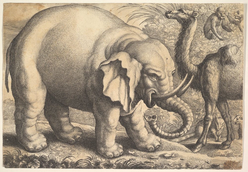 Elefante e camelo, século XVII. de Wenceslaus Hollar