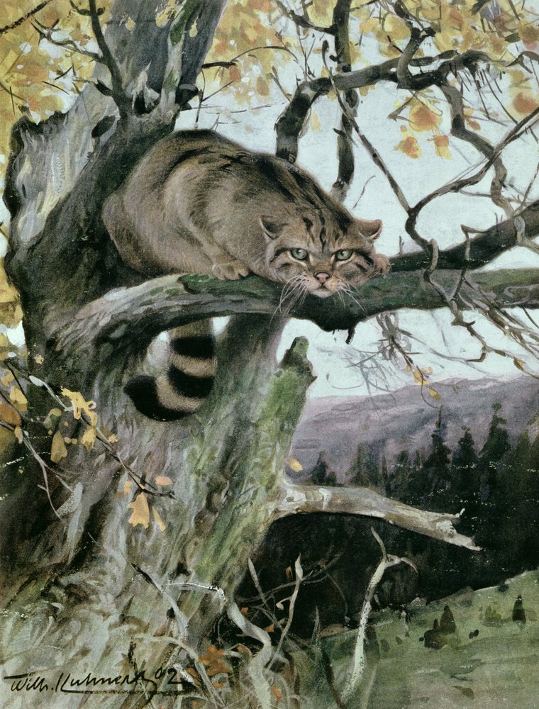 Gato-selvagem numa árvore, 1902 de Wilhelm Kuhnert