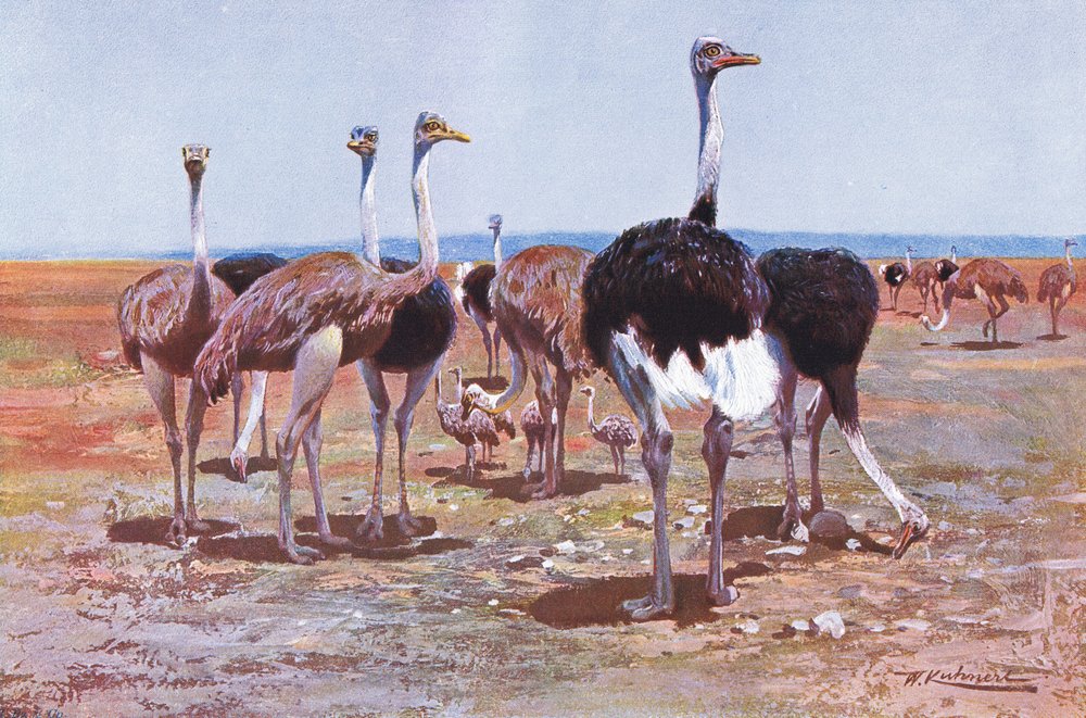 Avestruz-somali, ilustração de Wildlife of the World, c. 1910 de Wilhelm Kuhnert