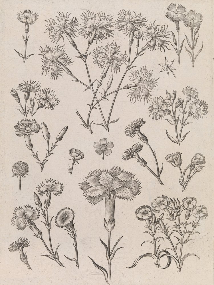  de Adriaen Collaert