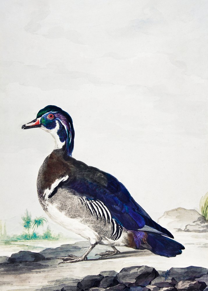 Um pato de Aert Schouman