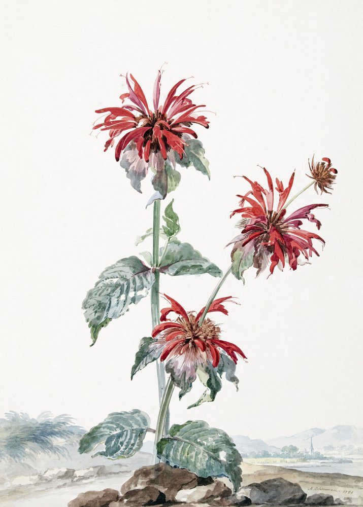 Uma bergamota vermelha numa paisagem de Aert Schouman