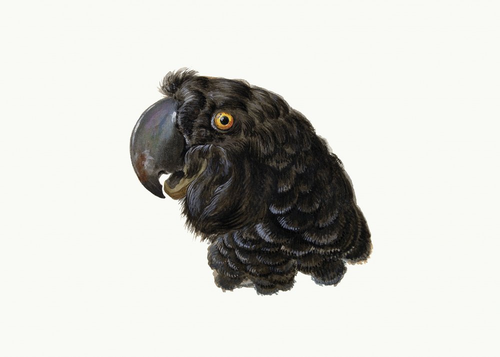 Cacatua de Aert Schouman