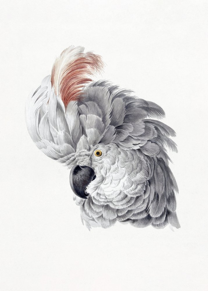 Cabeça de cacatua de Aert Schouman