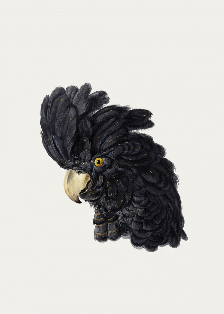 Cabeça de uma cacatua de Aert Schouman