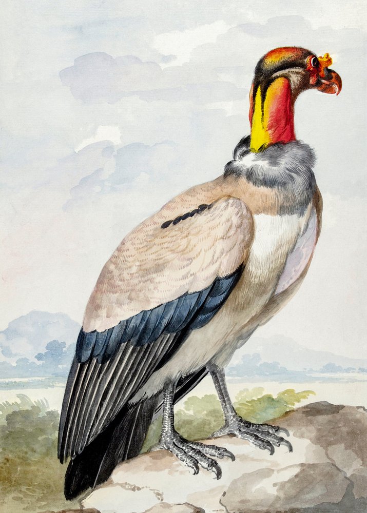 Maçarico-real de Aert Schouman