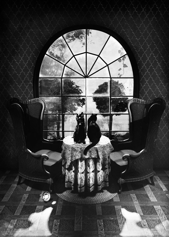 Gatos pretos misteriosos de Ali Gulec