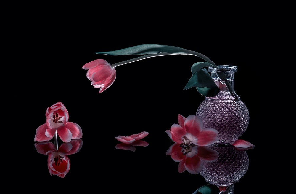 Tulipas cor-de-rosa elegantes de Alice Sheng