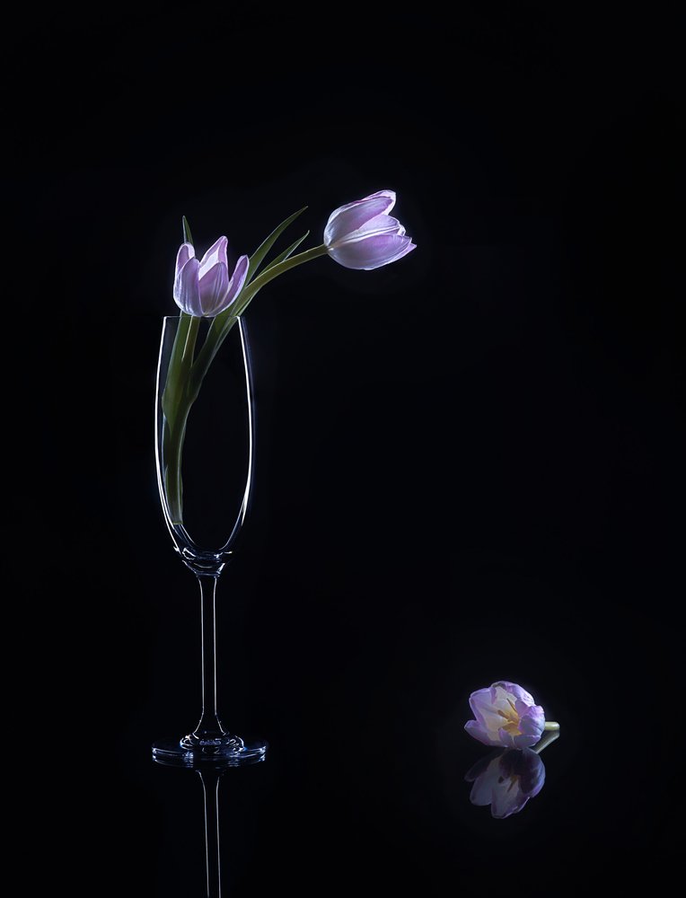 Tulipas roxas elegantes de Alice Sheng