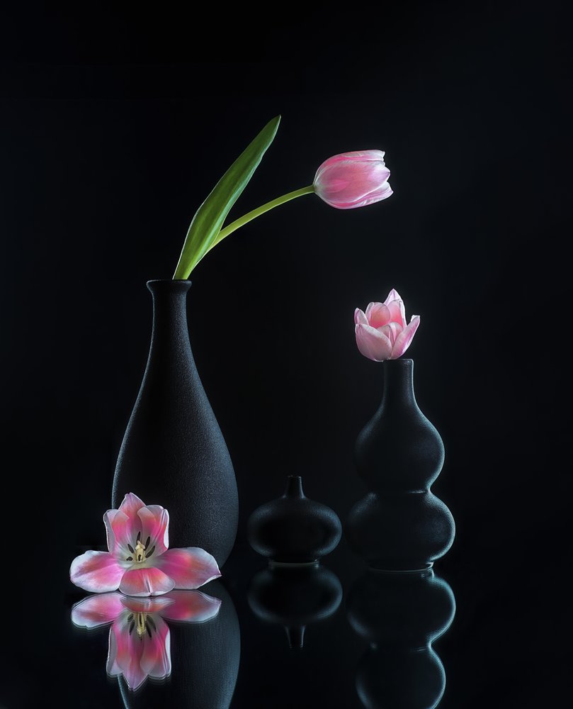 Reflexões sobre tulipas elegantes de Alice Sheng