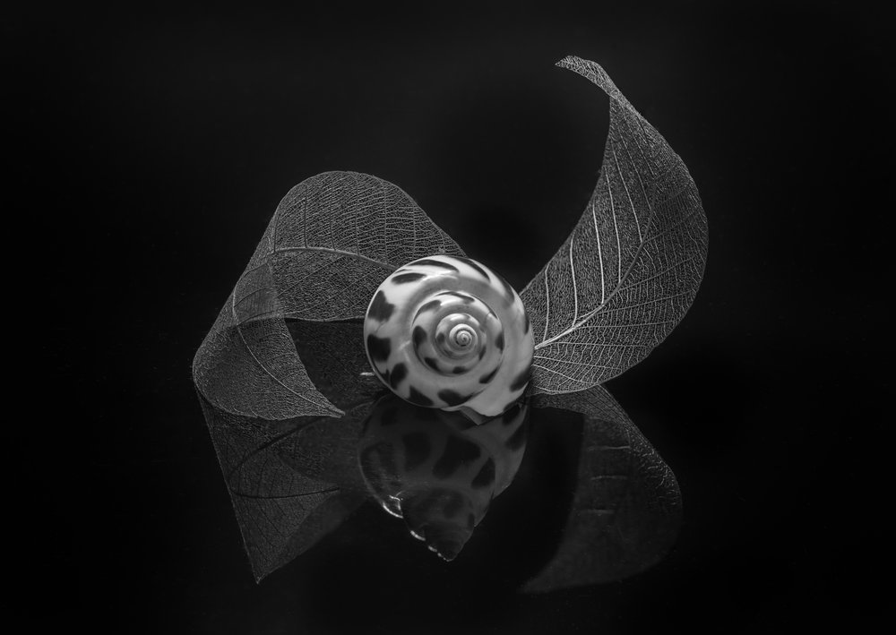 Reflexão da Concha em Espiral de Alice Sheng