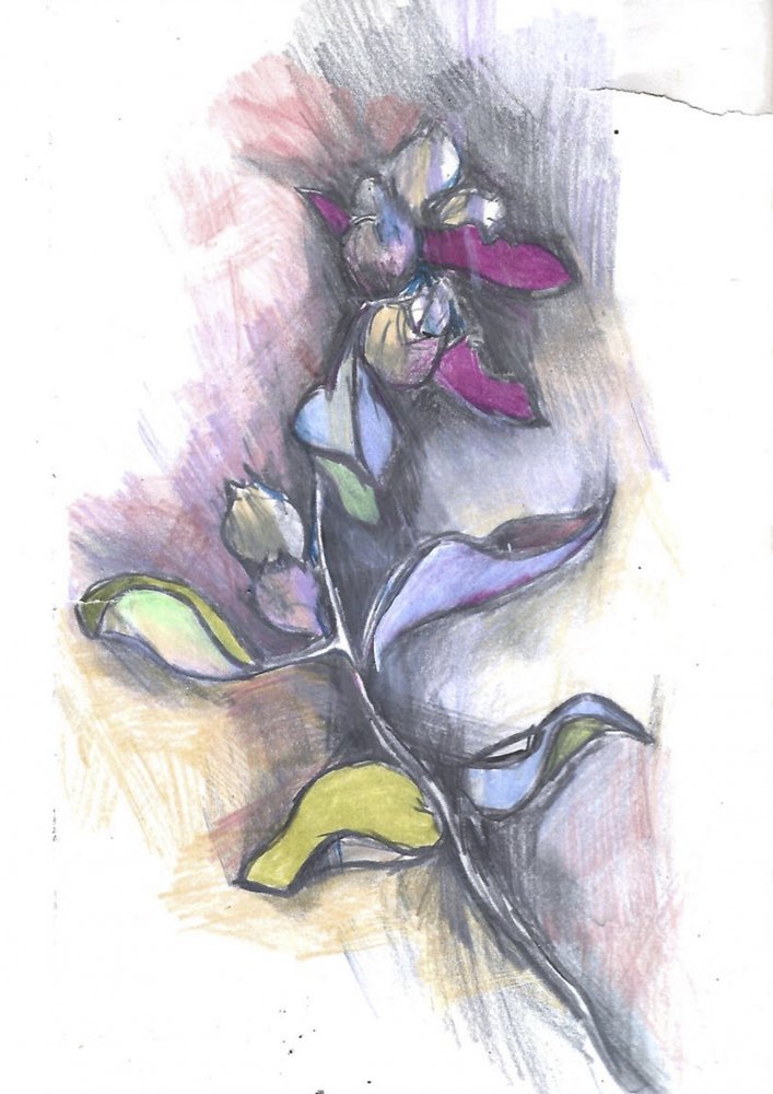 Esboço botânico colorido de Alice White