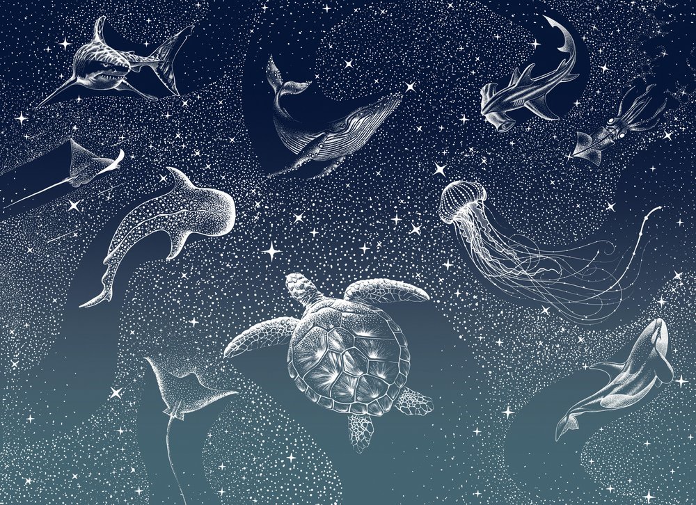 Vida marinha celestial de Alirıza ÇAKIR