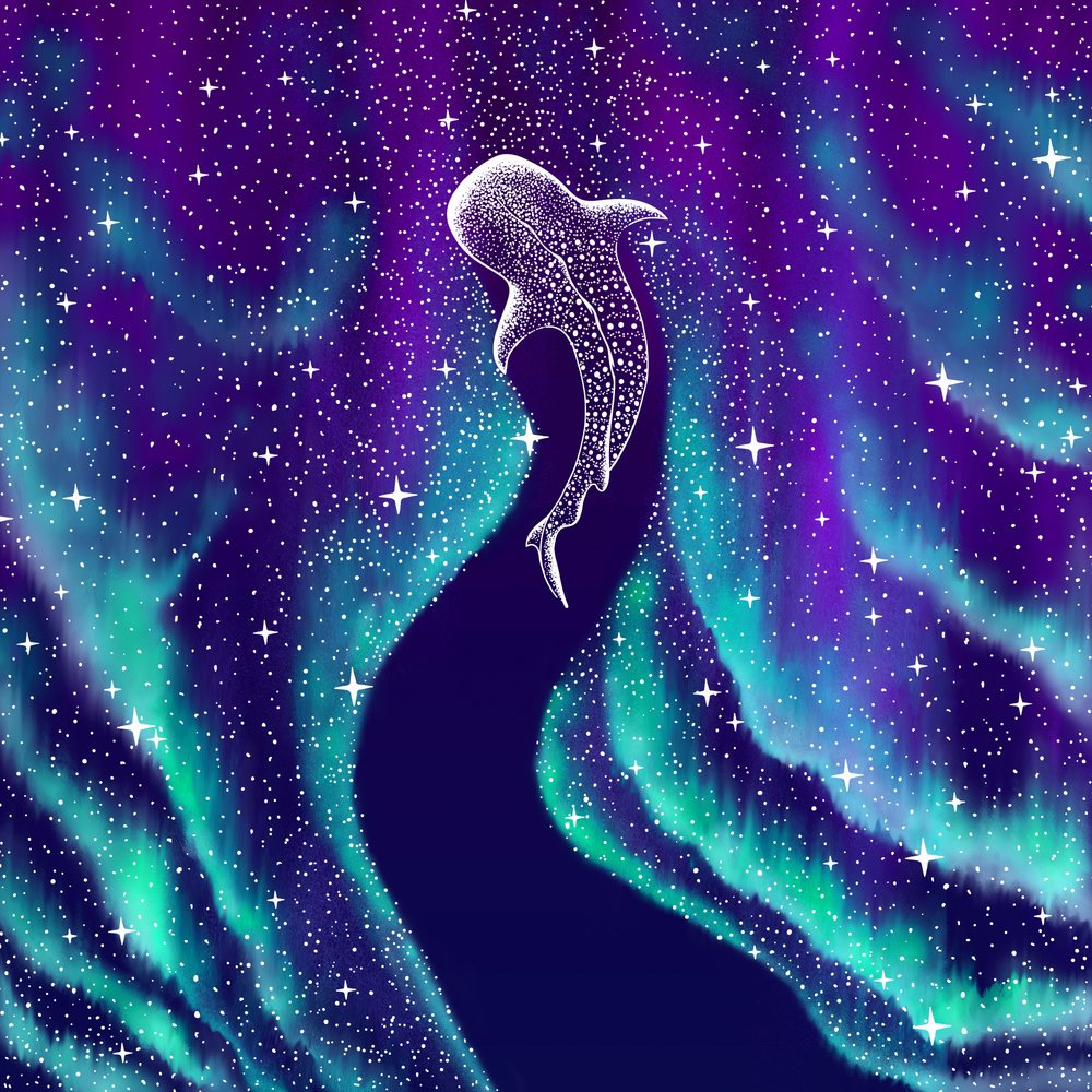 Tubarão-baleia celestial de Alirıza ÇAKIR