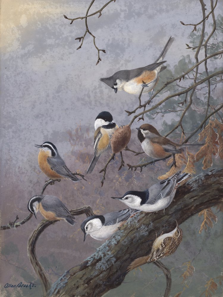 Mistura para pássaros, de Allan Brooks de Allan Brooks