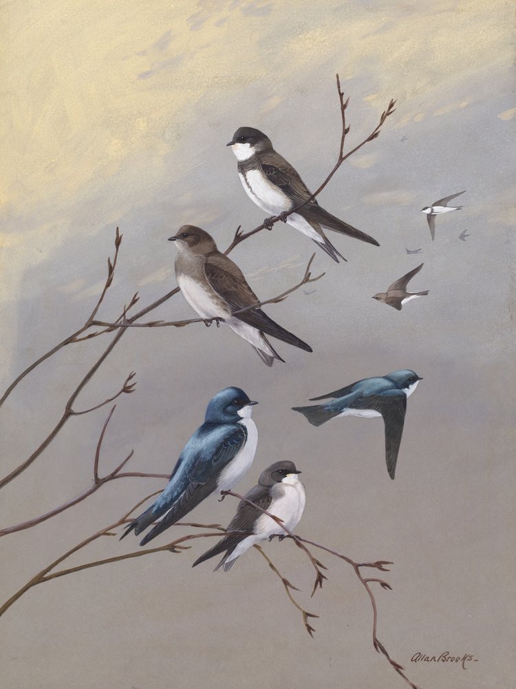 Andorinha, de Allan Brooks de Allan Brooks