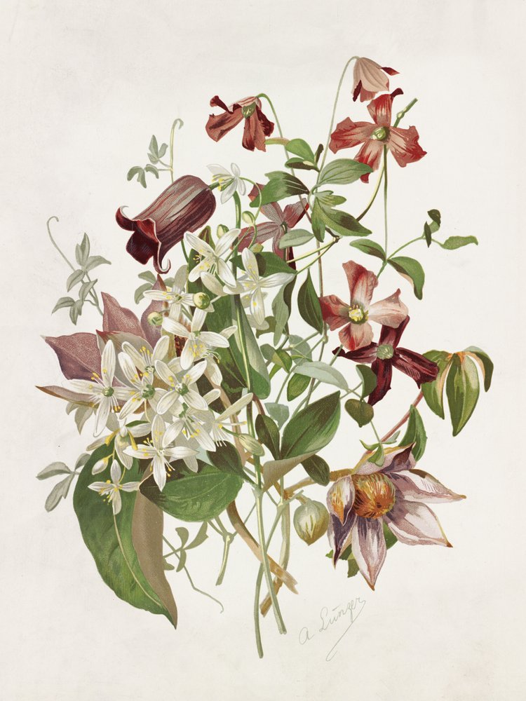 Clematis de Alois Lunzer