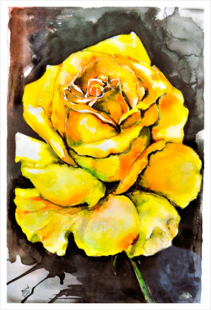 Rosa Amarela Vibrante de Anda Bieza