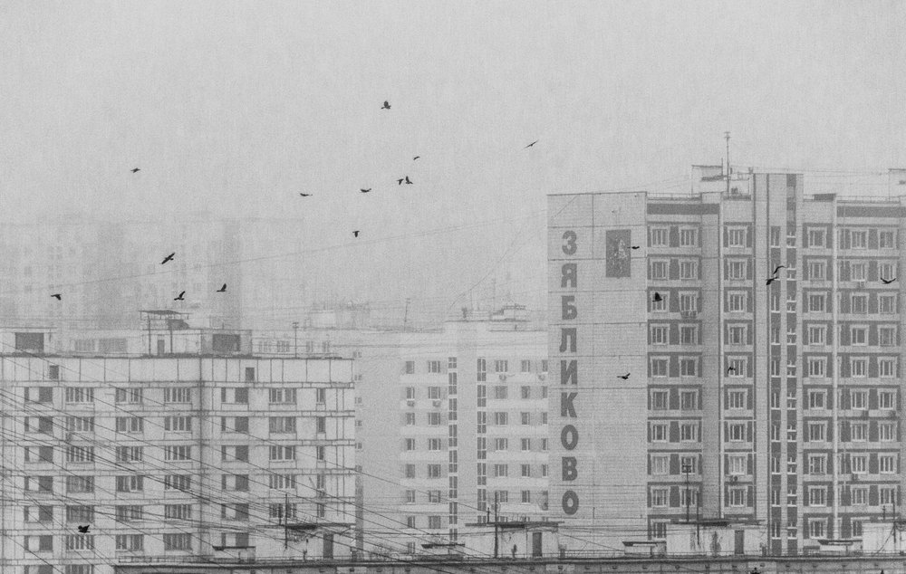 Pássaros da Cidade a Preto e Branco de Andrey Kotov