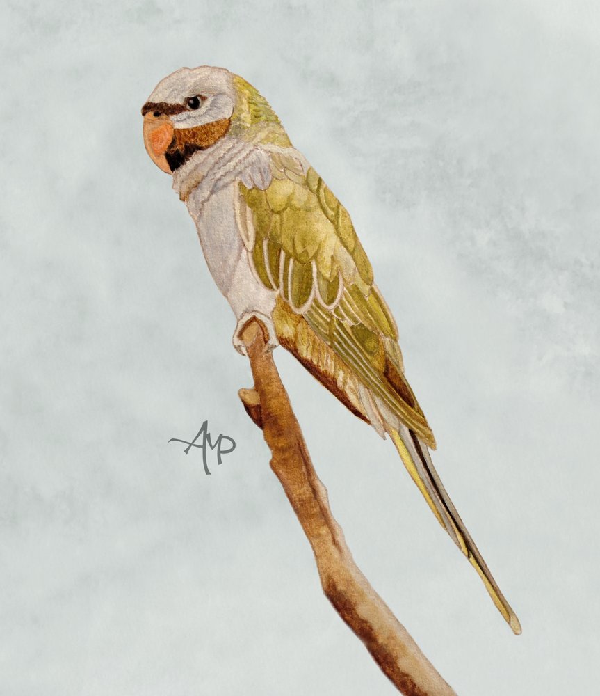  de Angeles M. Pomata