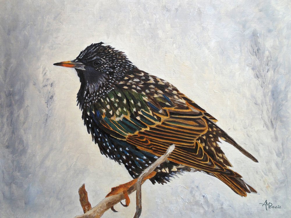  de Angeles M. Pomata