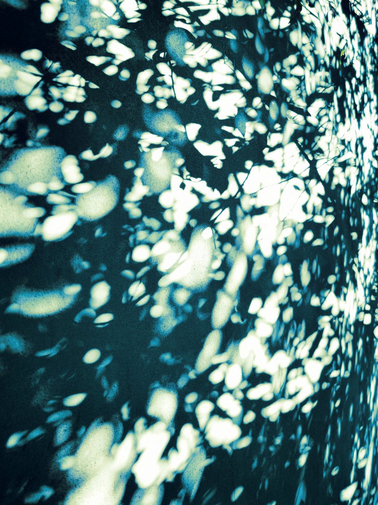 Sombras abstratas de folhas de Angelo Cerantola
