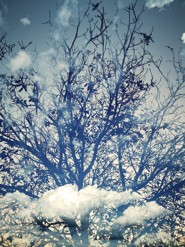 Árvores sob um céu azul de sonho de Angelo Cerantola