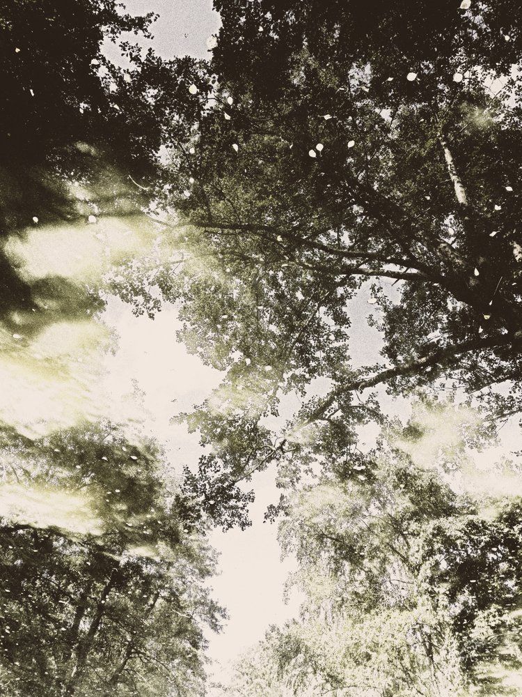 Luz da Floresta Encanada de Angelo Cerantola