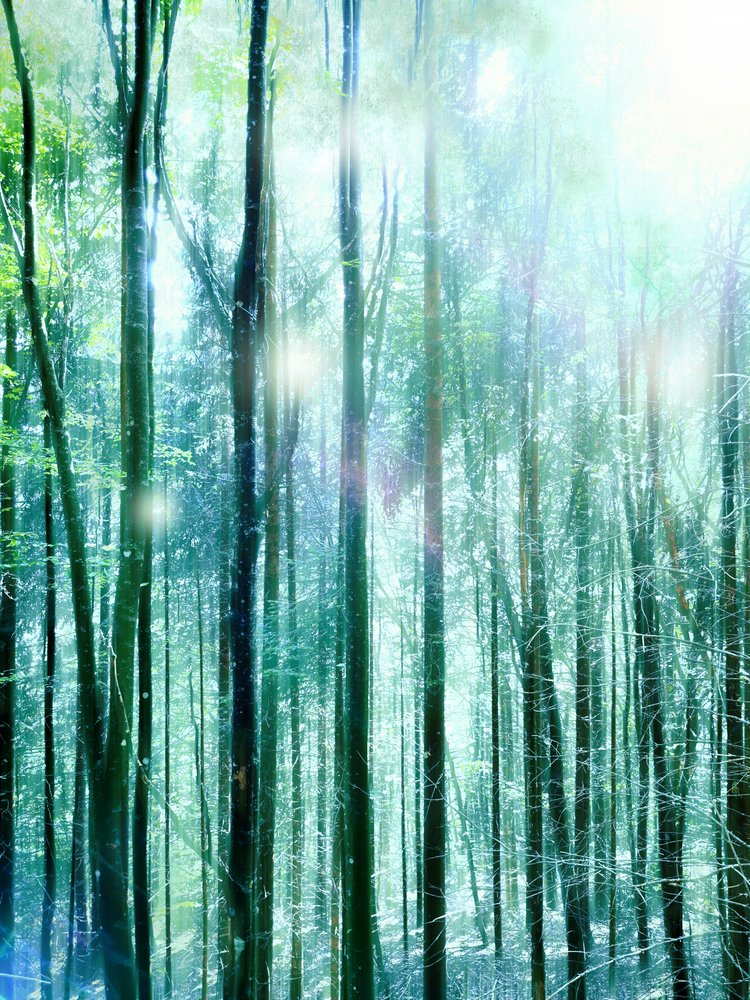 Luz da Floresta Encantada de Angelo Cerantola