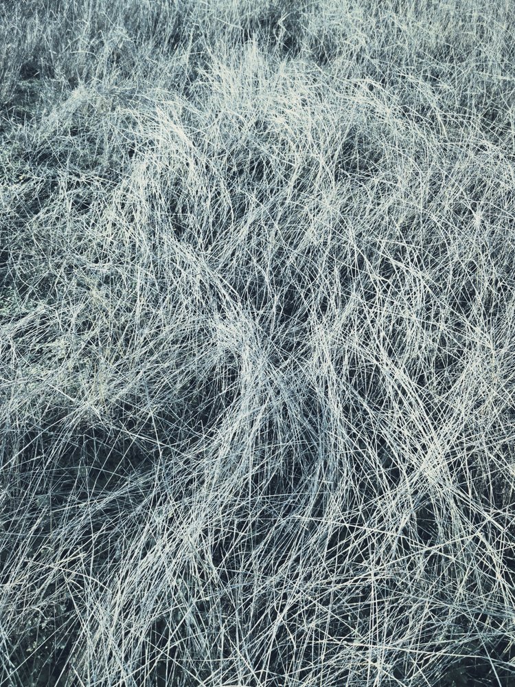 Relva gelada de inverno de Angelo Cerantola