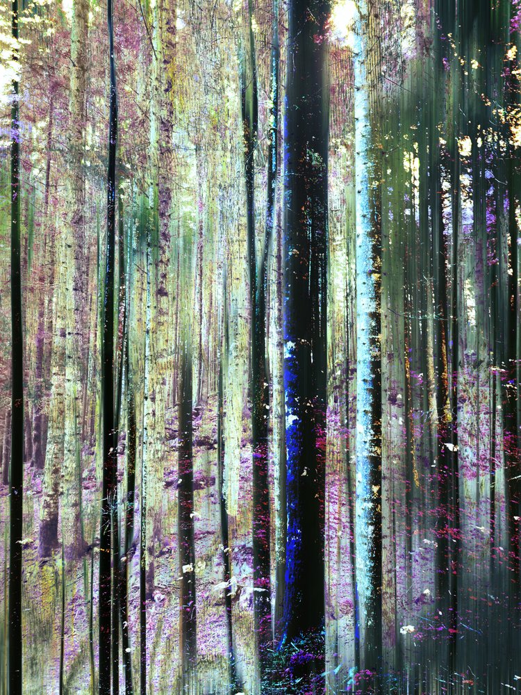 Tons da Floresta Mística de Angelo Cerantola