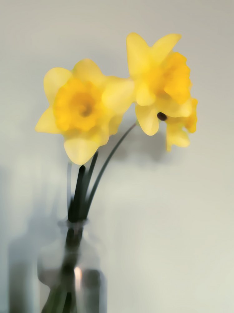 Narcisos amarelos suaves de Angelo Cerantola
