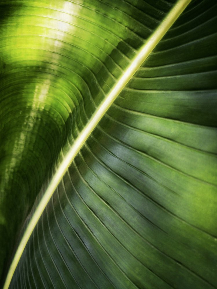Folha verde banhada pelo sol de Angelo Cerantola