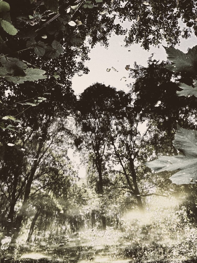 Reflexão na Floresta Tranquila de Angelo Cerantola