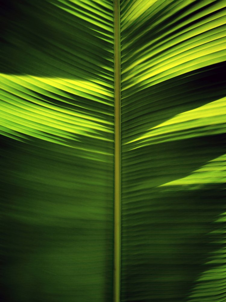 Padrões de folhas tropicais de Angelo Cerantola