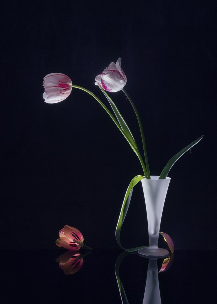 Natureza morta com tulipas elegantes de Anna Qu