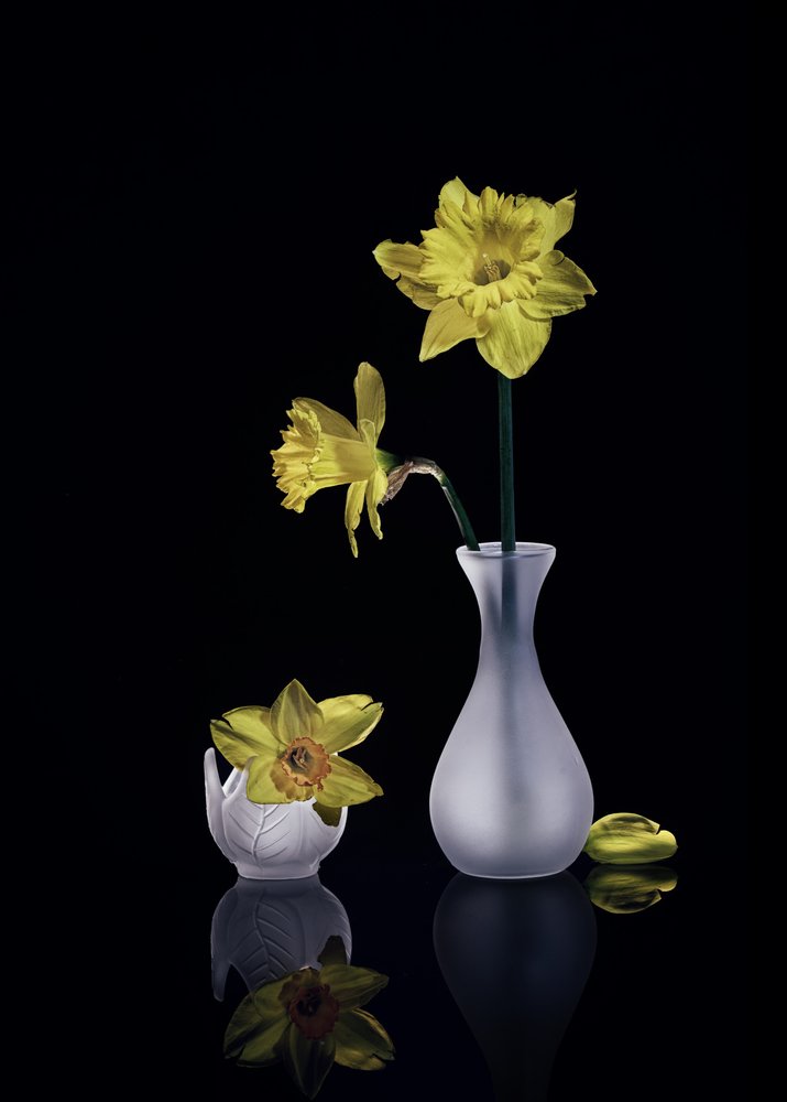 Narcisos amarelos elegantes de Anna Qu