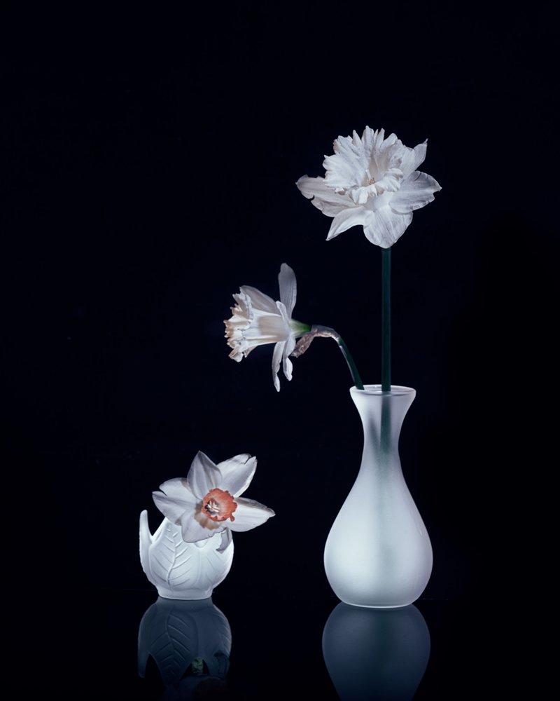 Natureza morta com narcisos brancos de Anna Qu