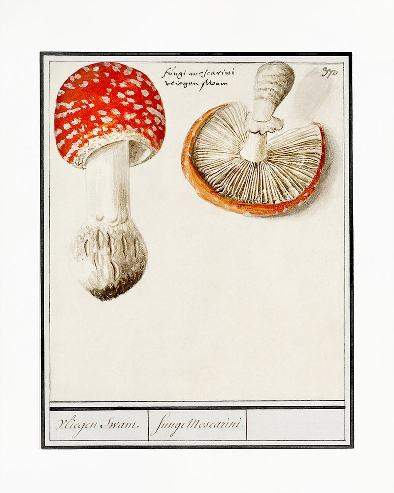 Agaric-voador, Amanita muscaria de Anselmus Boëtius de Boodt