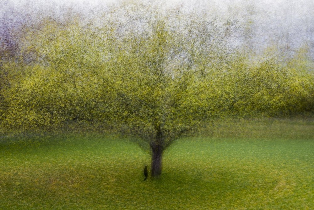 Árvore Verde de Sonho de Arne Östlund