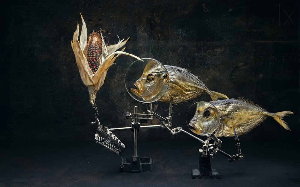 Curiosa natureza-morta com peixe de Brig Barkow