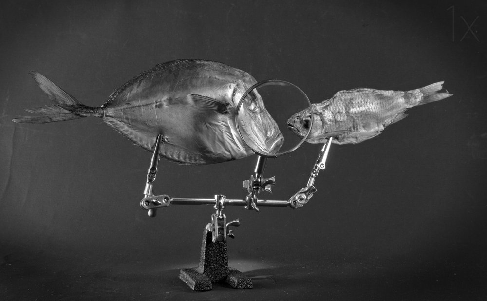 Curioso estudo de peixes de Brig Barkow