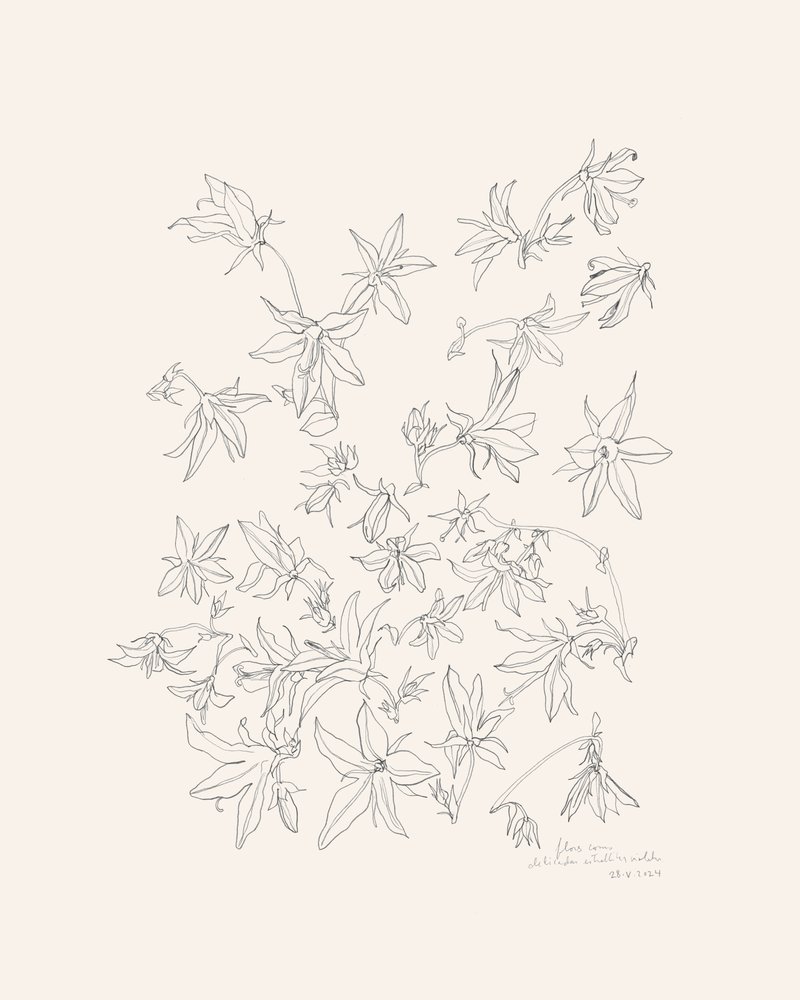 Estudo botânico das flores de Catalina Somolinos