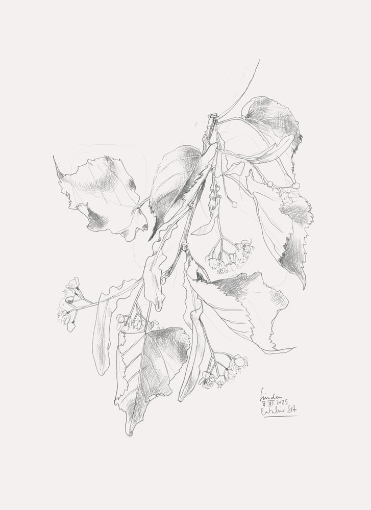 Esboço delicado de tília de Catalina Somolinos