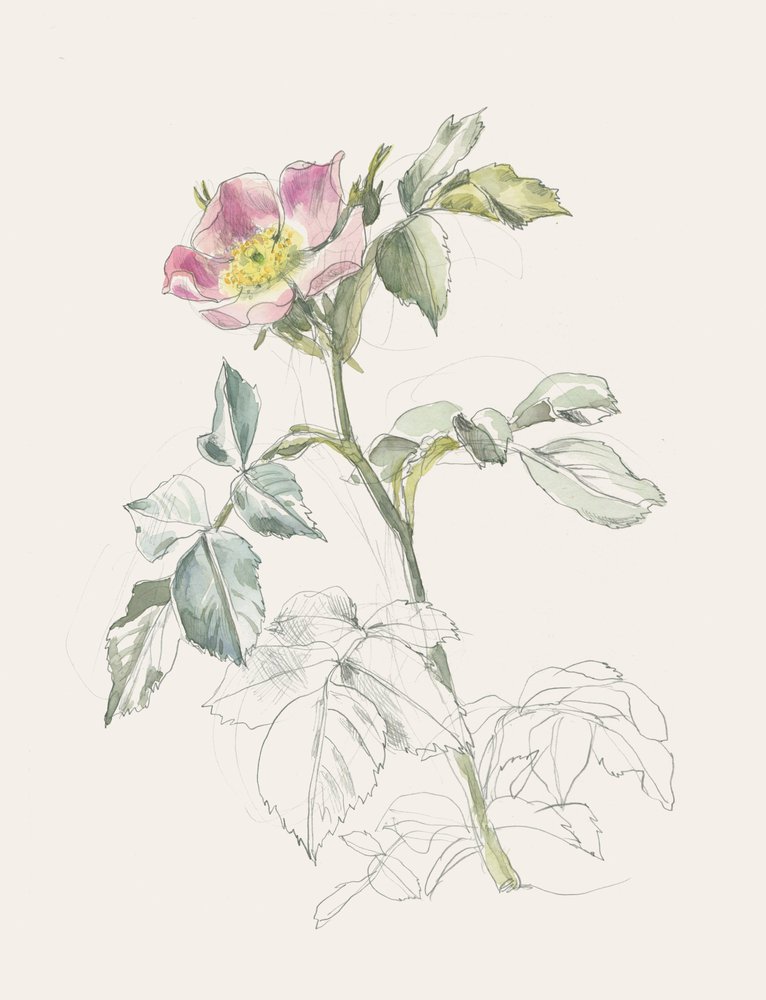 Rosa selvagem em tons delicados de rosa de Catalina Somolinos