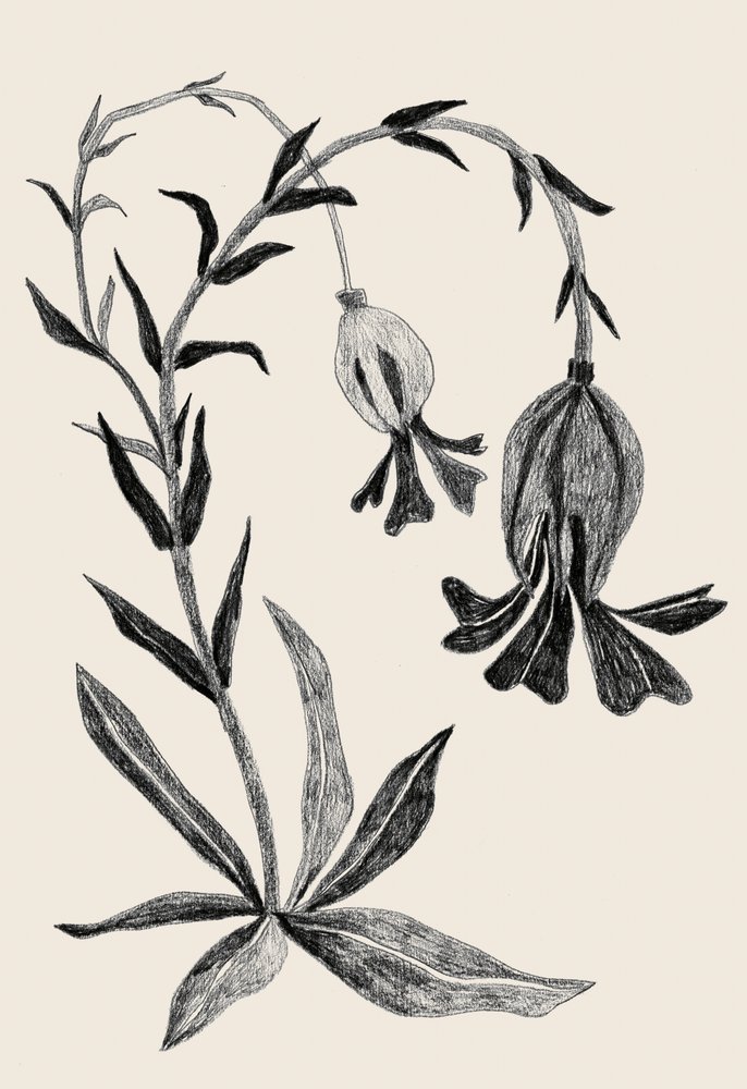 Elegante Flor Botânica de Catalina Somolinos